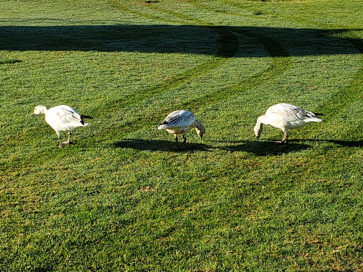 Snow Goose - ML210185891