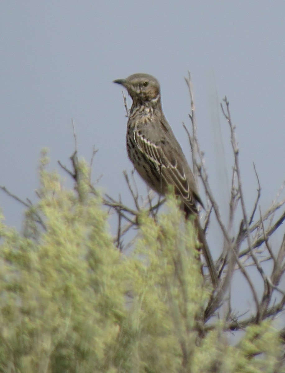 Sage Thrasher - Marya Moosman