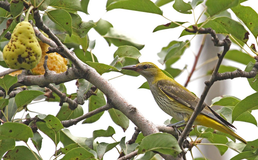 Eurasian Golden Oriole - ML21018711