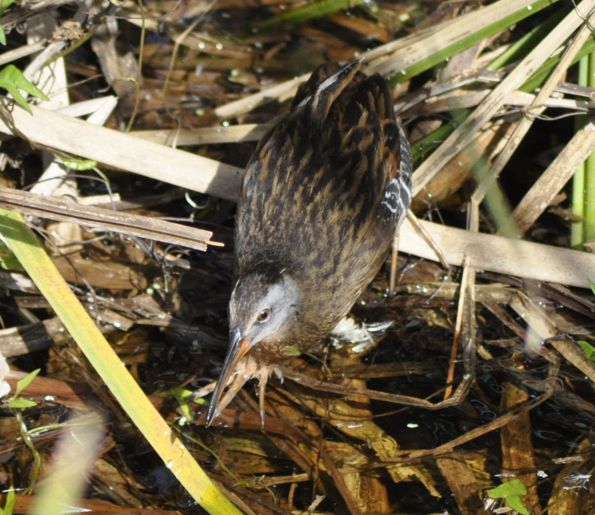 Virginia Rail - ML21018741