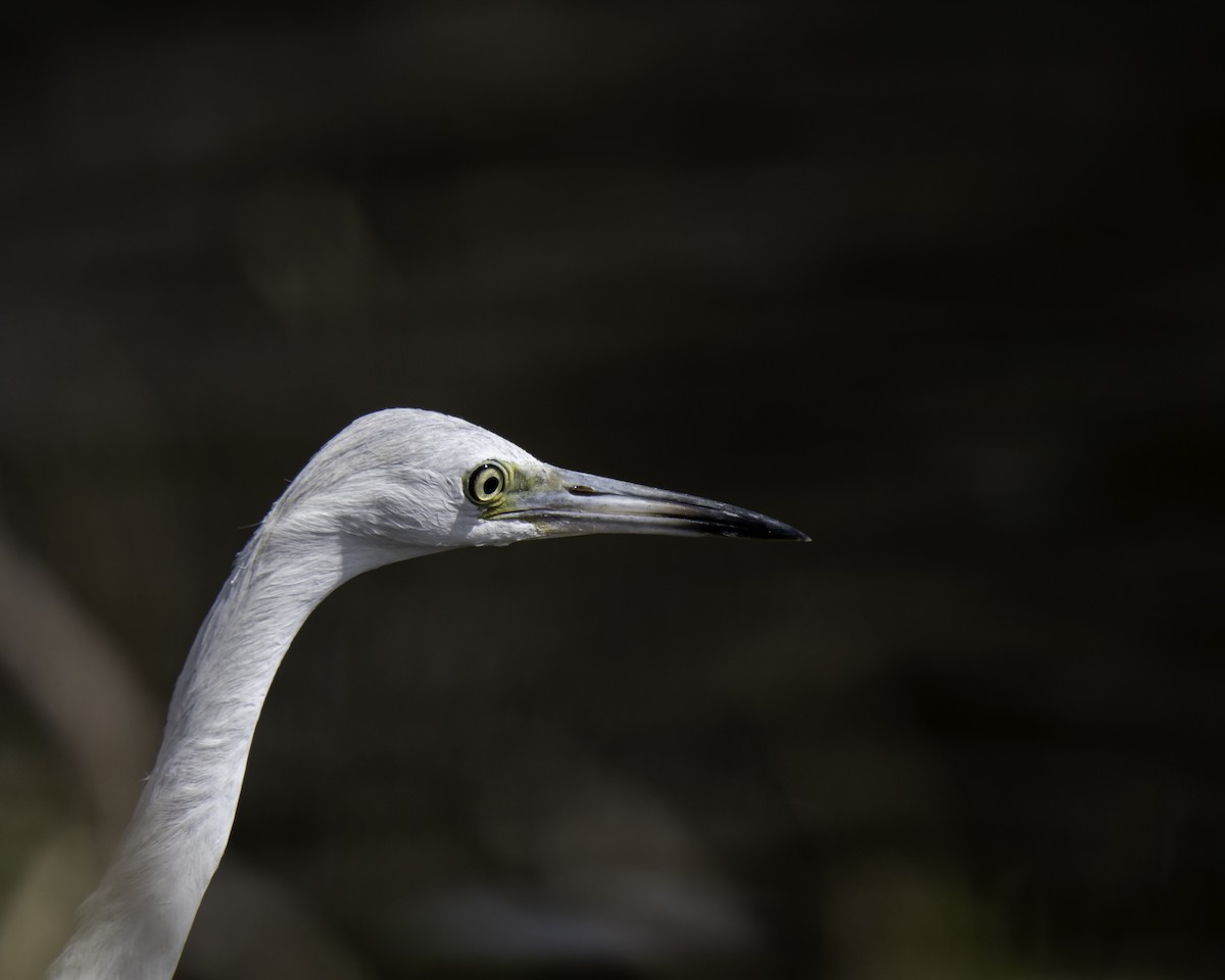 Little Blue Heron - ML210189601