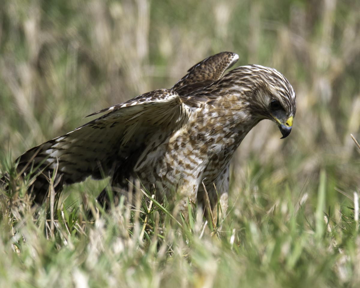 Red-shouldered Hawk - ML210190351