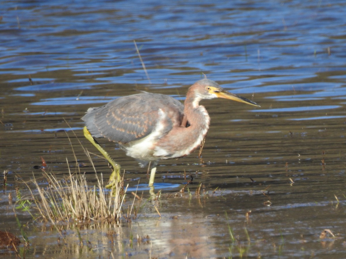 Tricolored Heron - ML210190831