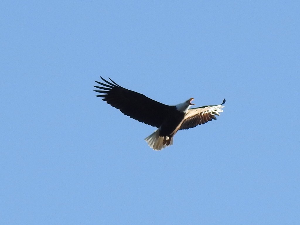 Bald Eagle - ML210191701