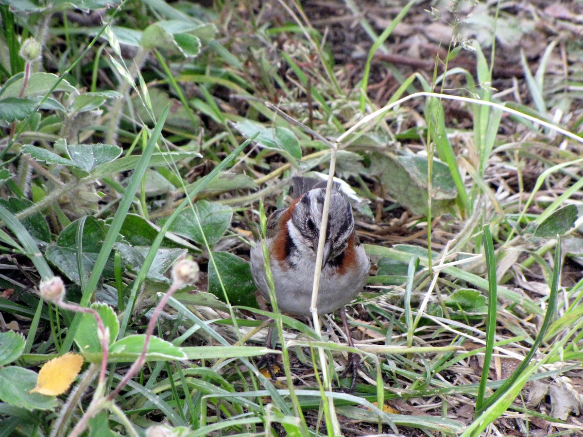 Rufous-collared Sparrow - ML21019261