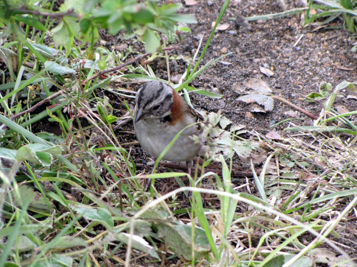 Rufous-collared Sparrow - ML21019281