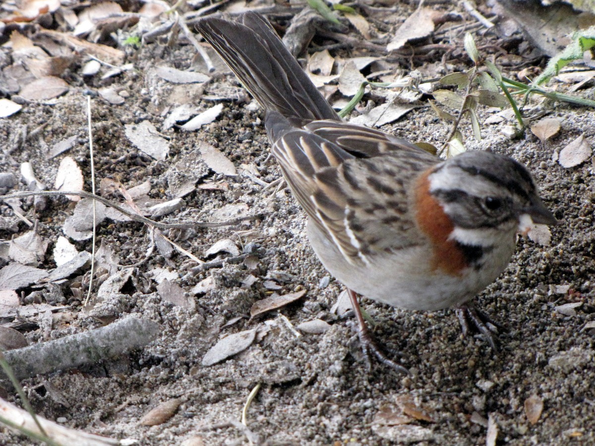 Rufous-collared Sparrow - ML21019311