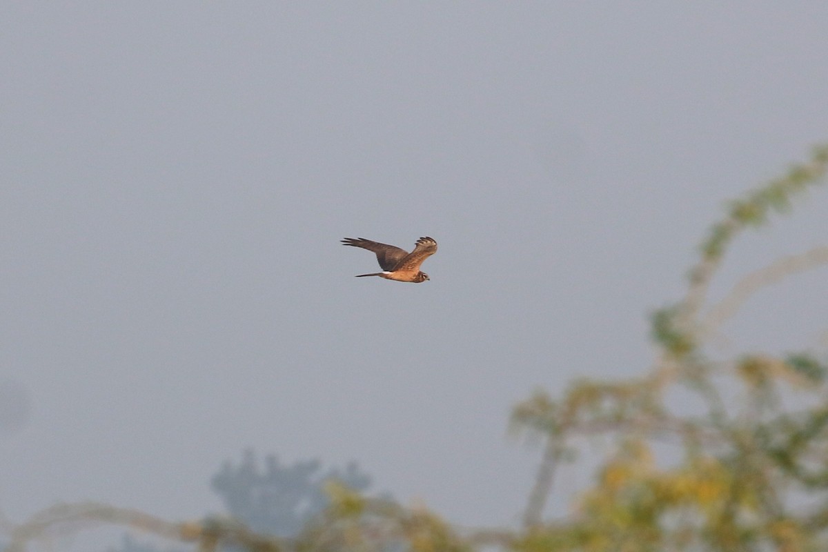 Montagu's Harrier - ML210194641