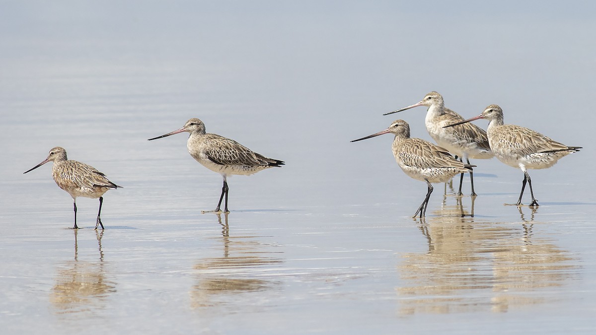 Bar-tailed Godwit - ML210195791