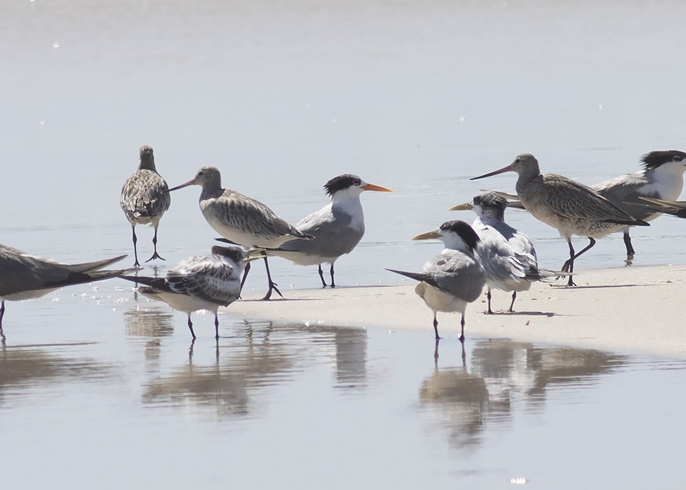 Lesser Crested Tern - ML210195901