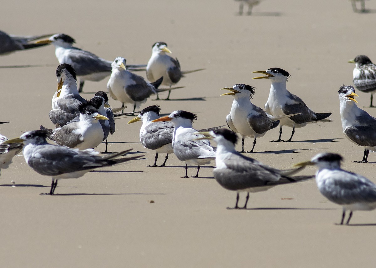 Lesser Crested Tern - ML210195921