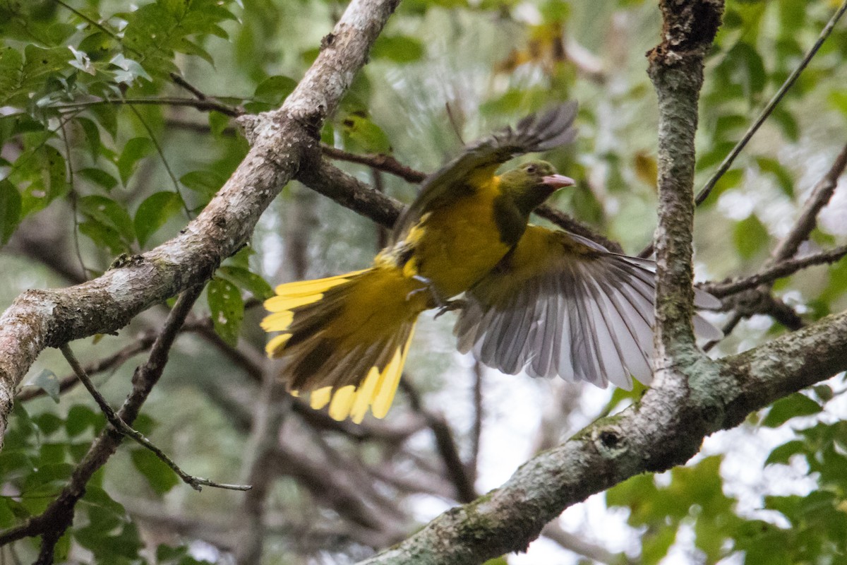 Green-headed Oriole - ML210196491