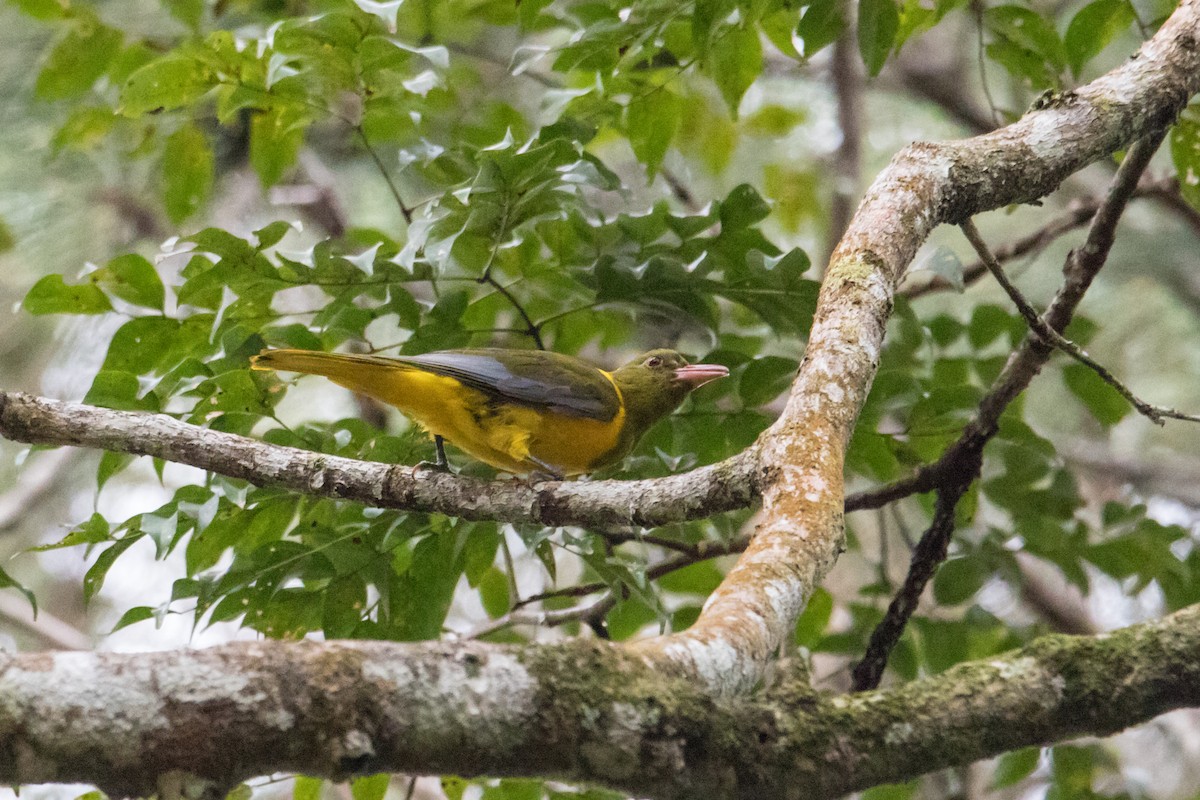 Green-headed Oriole - ML210196511