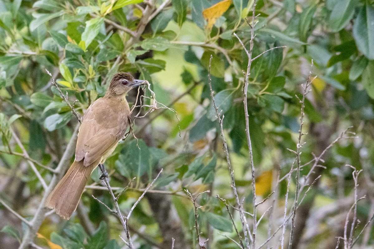 Yellow-bellied Greenbul - Peter  Steward