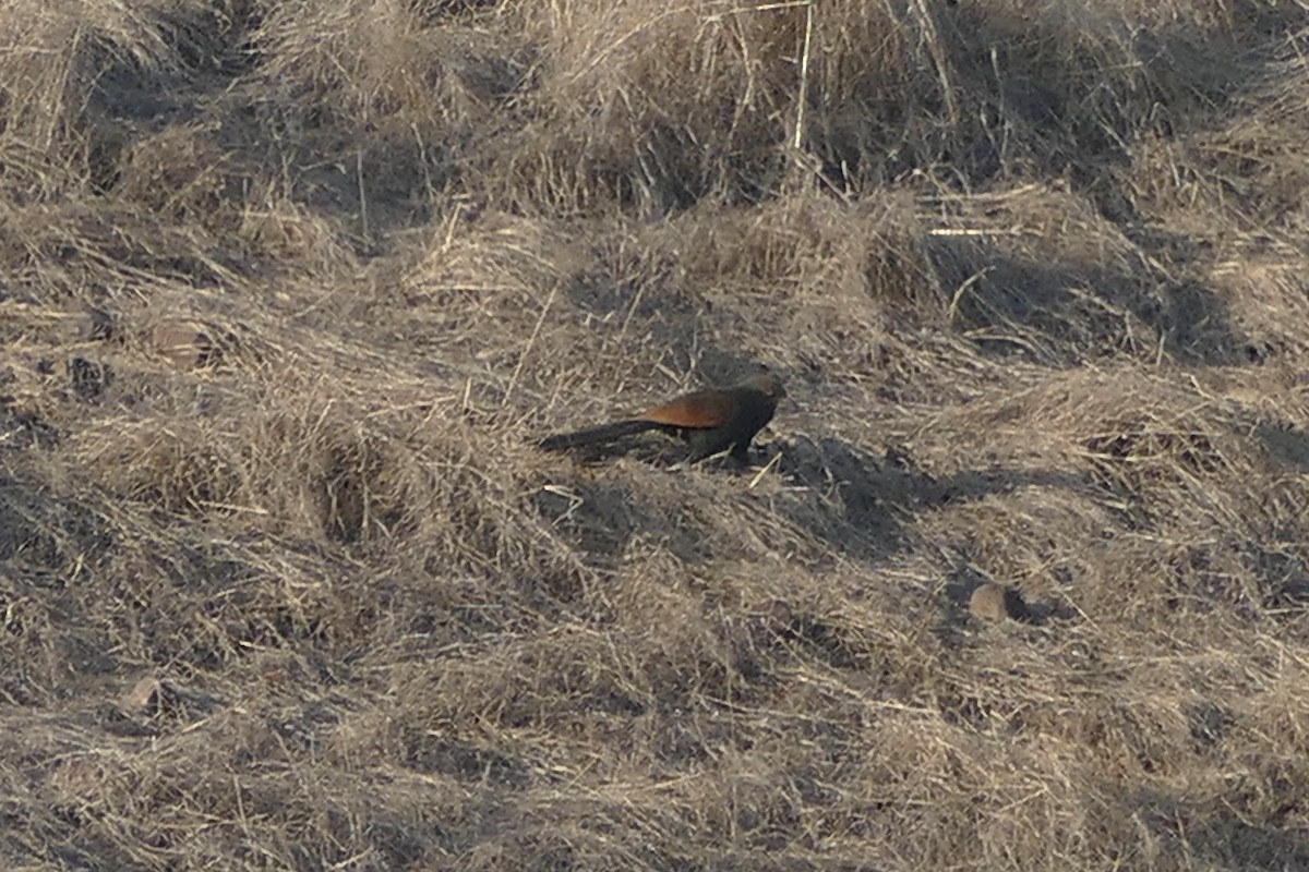 Greater Coucal - ML210198191