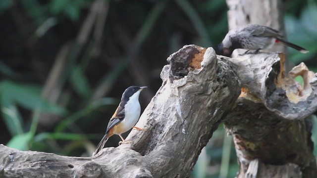 Rufous-backed Sibia - ML210201261