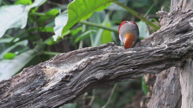 Red-tailed Laughingthrush - ML210201611