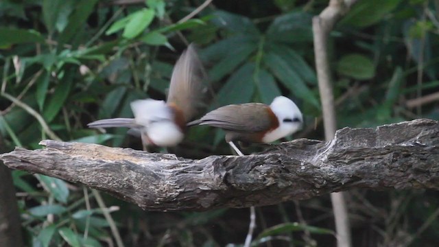 White-crested Laughingthrush - ML210201821