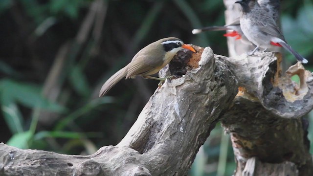 Brown-crowned Scimitar-Babbler - ML210201931
