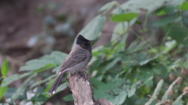 Red-vented Bulbul - ML210203361