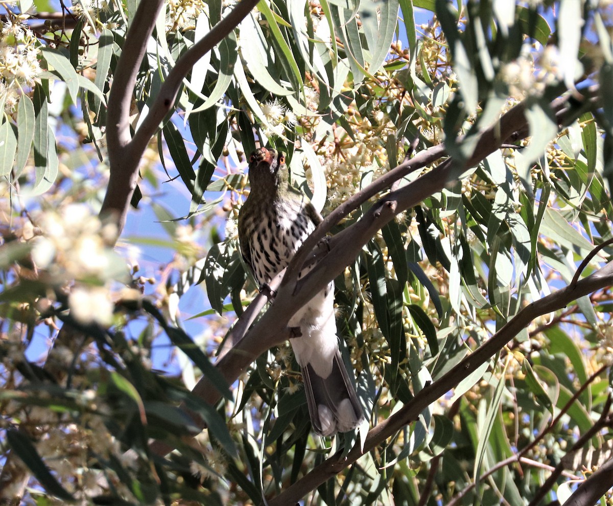 Olive-backed Oriole - ML210203531