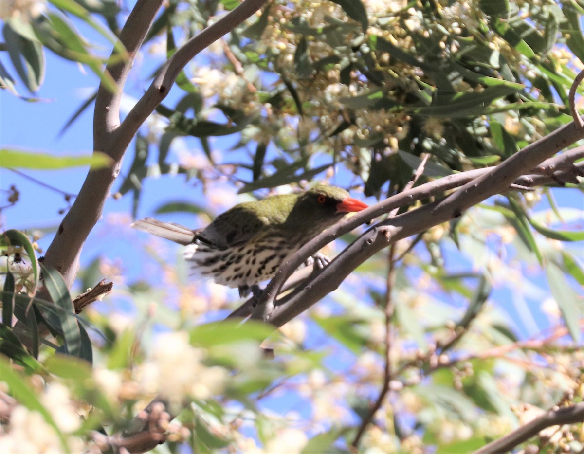 Olive-backed Oriole - ML210203541