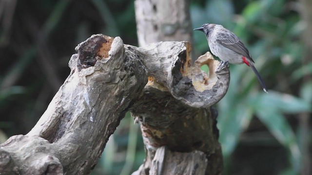 Velvet-fronted Nuthatch - ML210203651