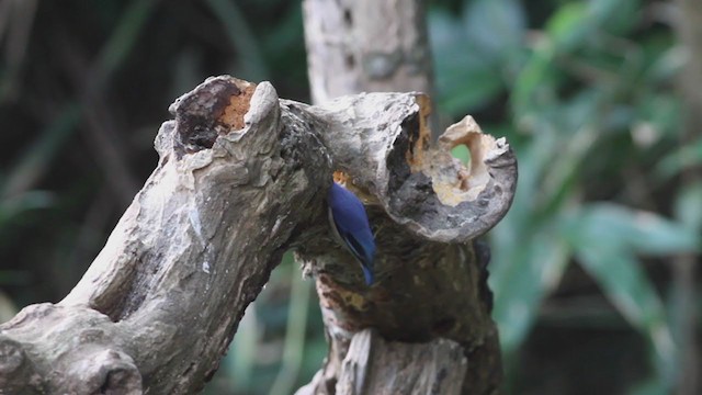 Velvet-fronted Nuthatch - ML210203661