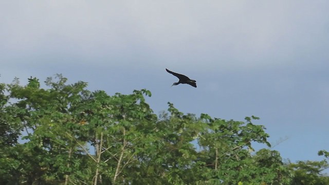 Green Ibis - ML210204131