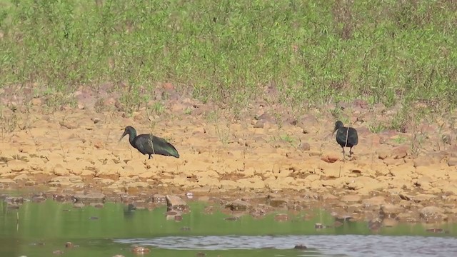 ibis zelený - ML210204141