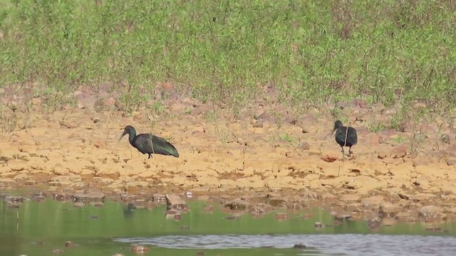 grønnakkeibis - ML210204141