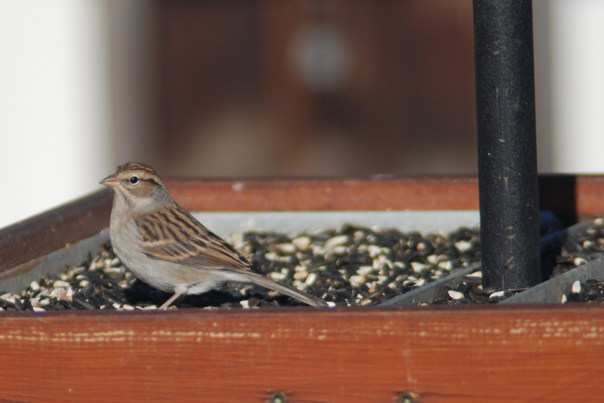 Chipping Sparrow - ML21020551