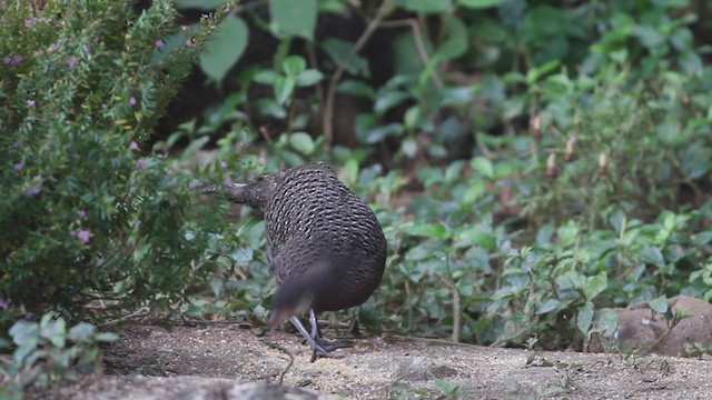 Gray Peacock-Pheasant - ML210206271