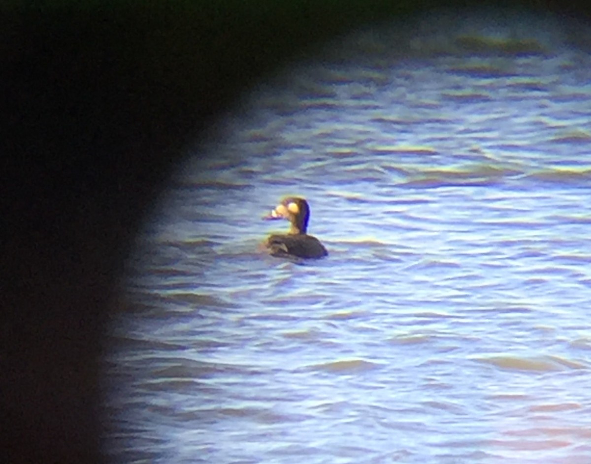 White-winged Scoter - ML21020631