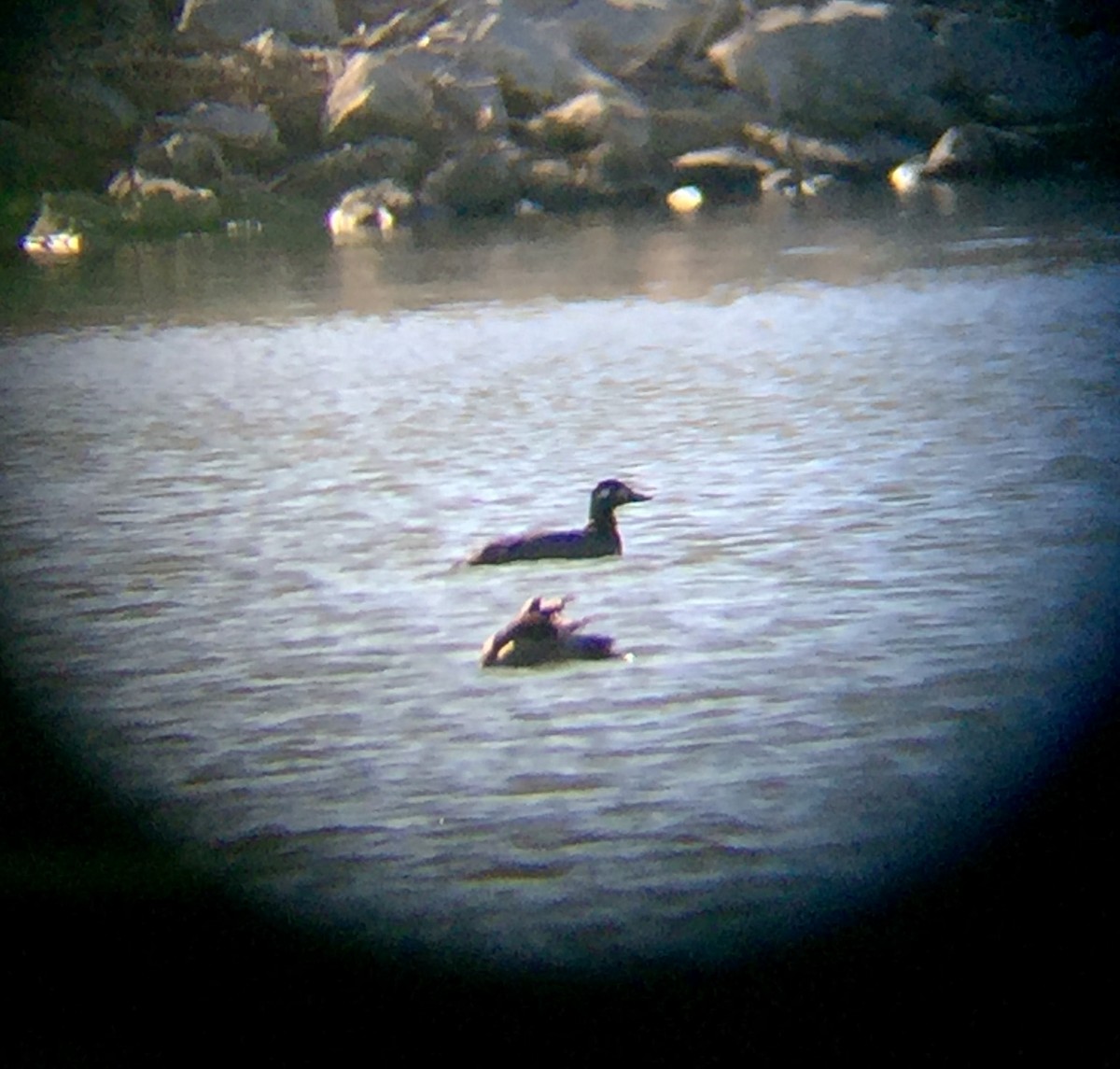 White-winged Scoter - ML21020641