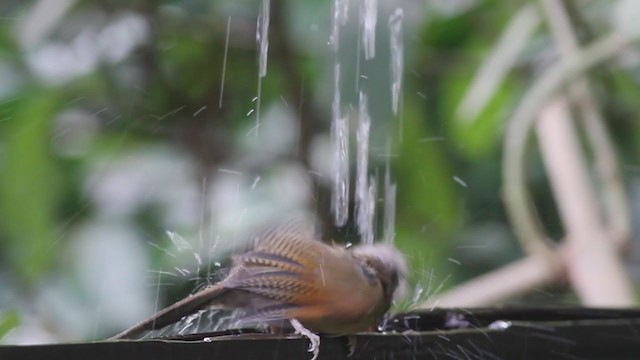 Rusty-fronted Barwing - ML210206411