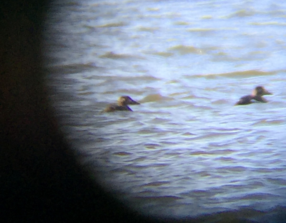 White-winged Scoter - ML21020651