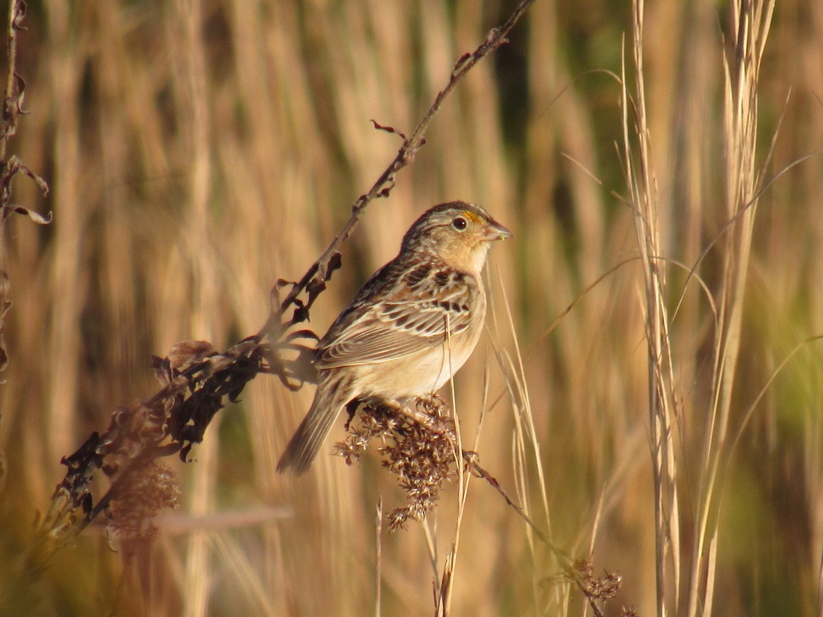 Grasshopper Sparrow - ML210206611