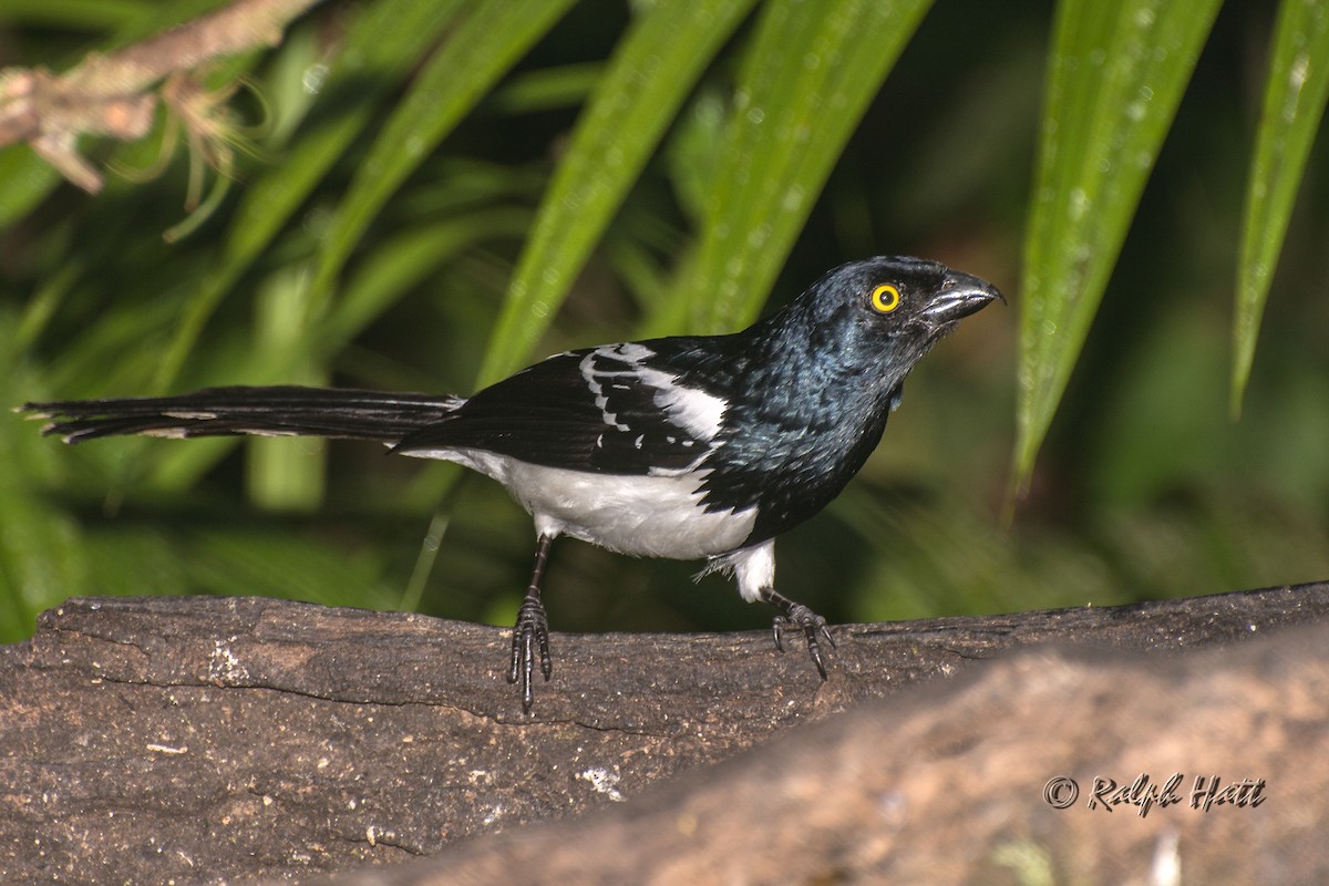 Magpie Tanager - ML210207961