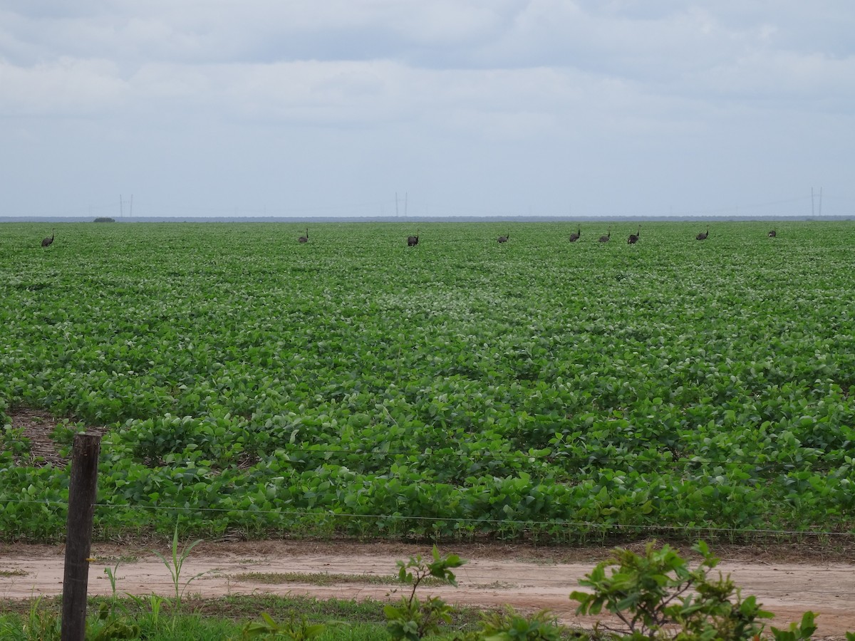 Greater Rhea - ML210210721