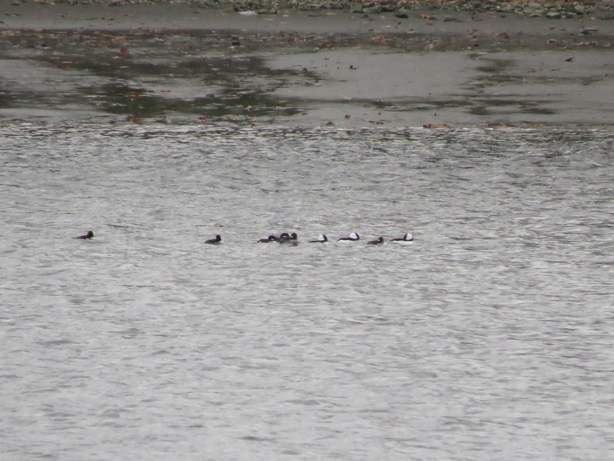 Bufflehead - ML21021091