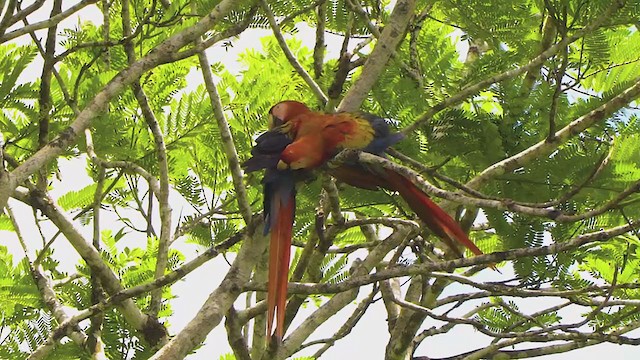 Scarlet Macaw - ML210210941