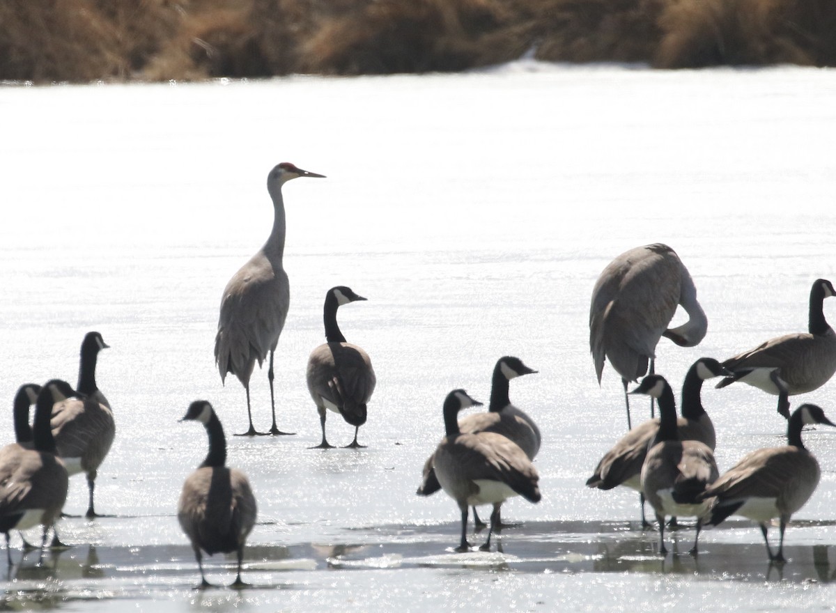 Sandhill Crane - ML210211601