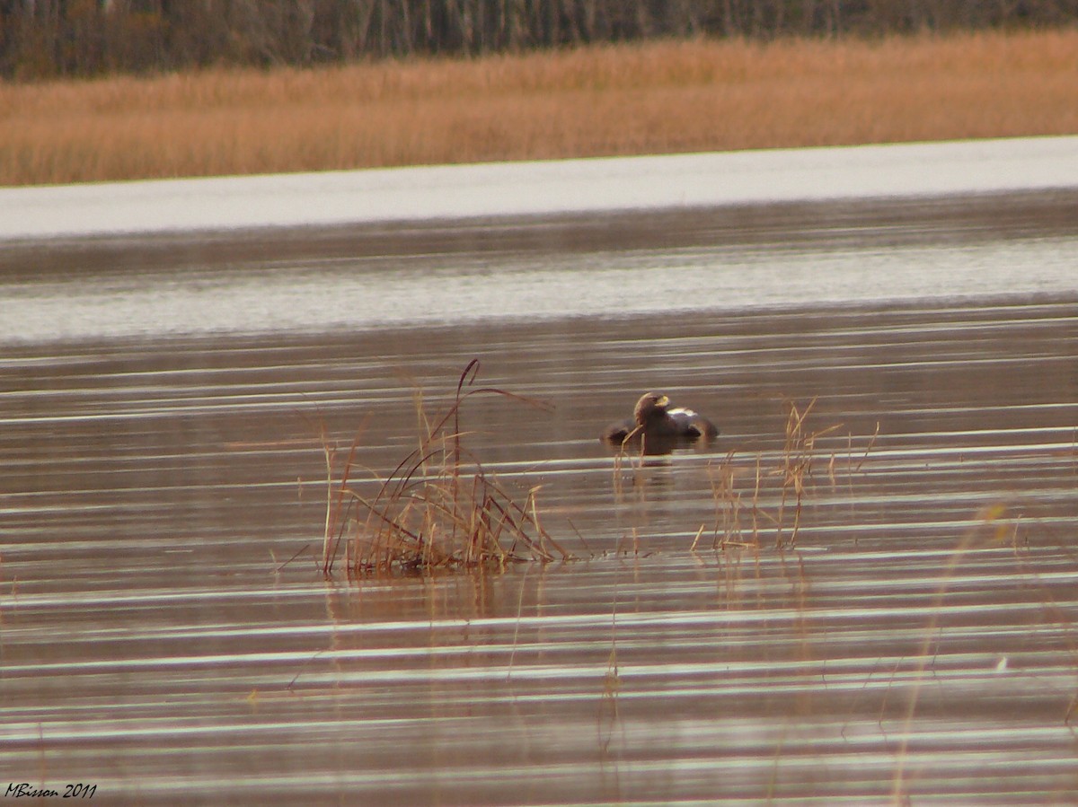 Golden Eagle - ML21021161