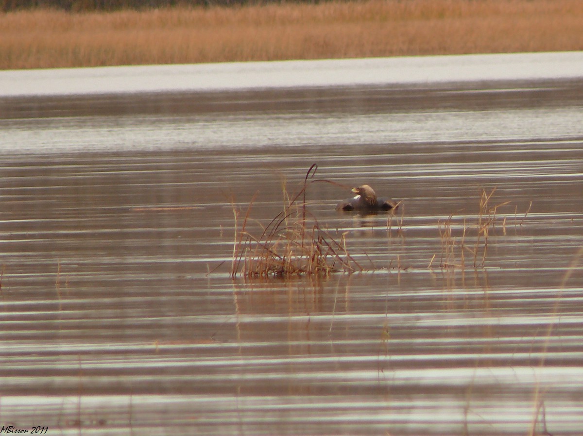 Golden Eagle - ML21021181