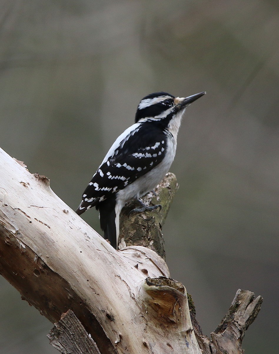 Hairy Woodpecker - ML210212231