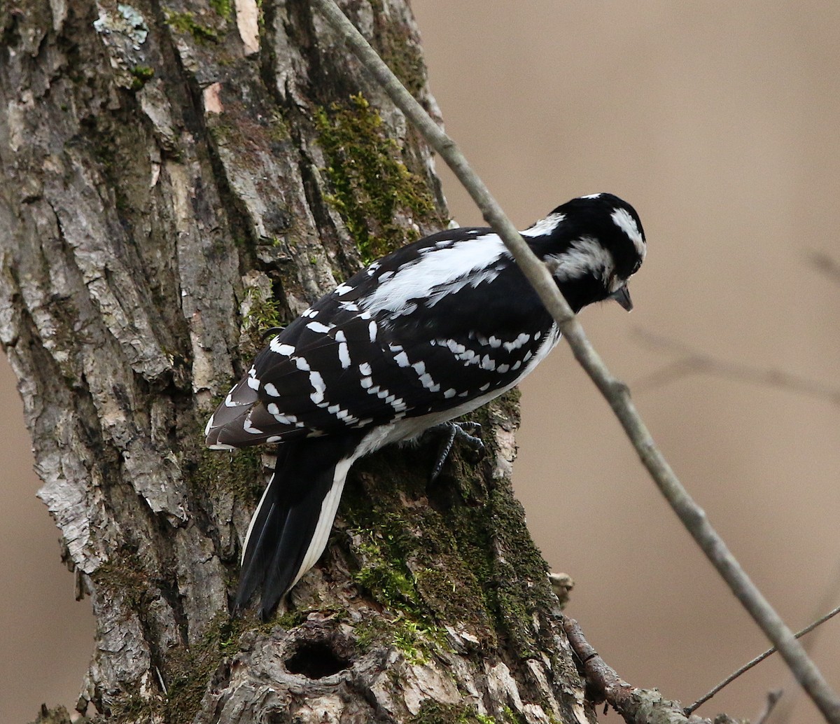 Hairy Woodpecker - ML210212241