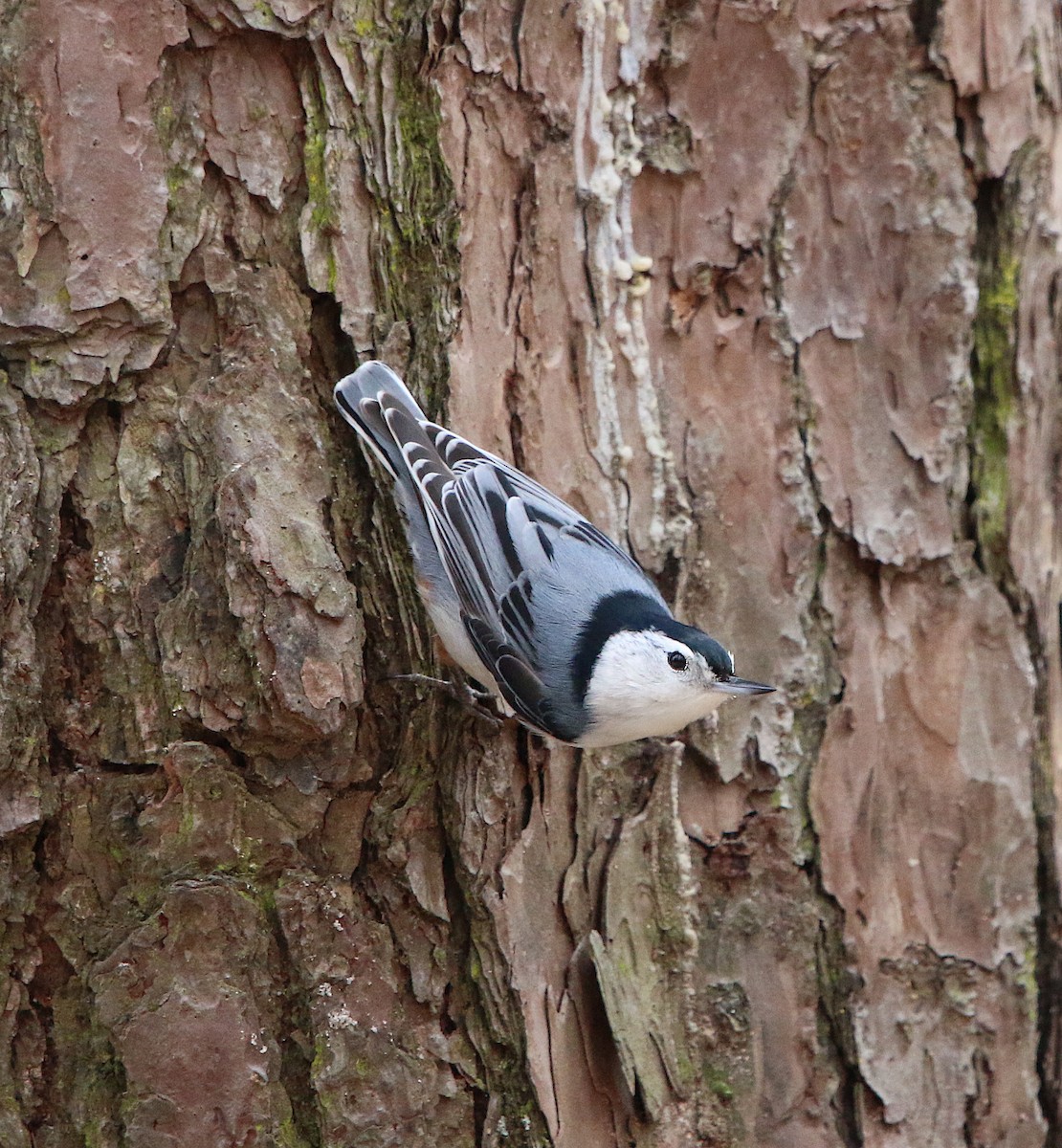 White-breasted Nuthatch - ML210212441