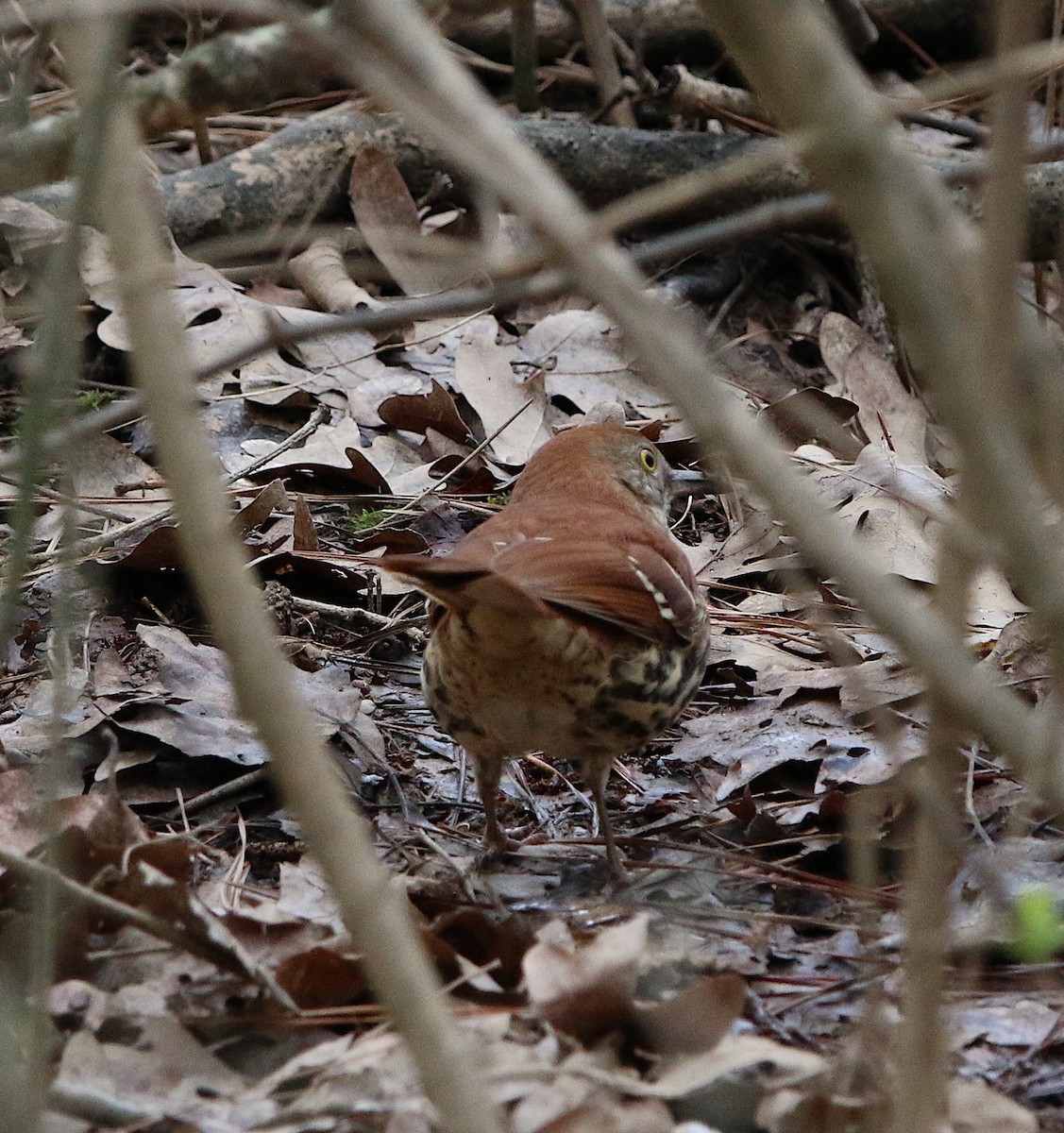 Brown Thrasher - ML210212541