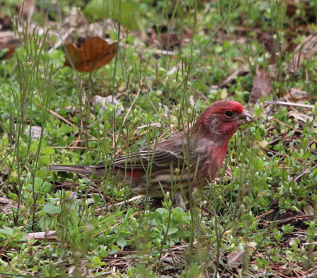 House Finch - ML210212691
